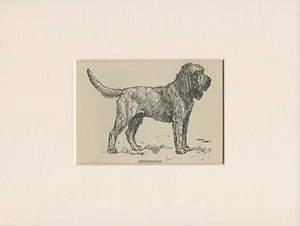 OTTERHOUND OLD ANTIQUE DOG ART PRINT FROM 1912 by ARTHUR WARDLE READY MOUNTED - Picture 1 of 1