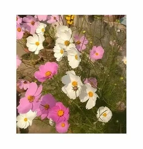 150x Cosmos Sensation Mixed (Aster) Cosmea Garten Pflanzen - Samen K23 - Picture 1 of 5