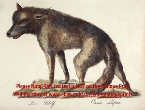 Grabado Coloreado A Mano Lobo, Hermoso Grande Original 1816 Antiguo Color Impresión - Imagen 1 de 3