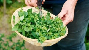 Oregano 1800+ Seeds (Oreganos) Instructions Included x - Picture 1 of 8