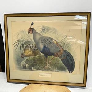 Stewart Delt  antique bird lithograph Euplocomus mat frame Siamese - Picture 1 of 2