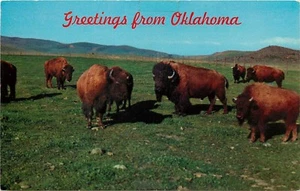 Postkarte Grüße aus Oklahoma Buffalo durchstreift die Ebenen - Bild 1 von 1