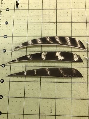 5" Left  Wing Parabolic Natural Barred Feather Fletching, 25Pk Archery 🇺🇸￼ - Image 1 of 2