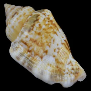 STROMBUS (Canarium) MUTABILE (Olango Isl., Philippines) 30.7mm #47293 - Picture 1 of 4