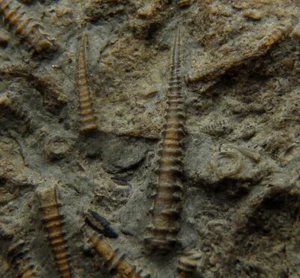 ¡Especimen grande TOP TENTACULITOS!! UCRANIA Czortkow - DEVONIAN Lochkovian /pe724 - Imagen 1 de 12