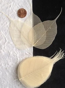 25 Natural leaf Po Pho Bo Banyan Skeleton Leaves Cards Candlemaking Soap Small - Picture 1 of 5