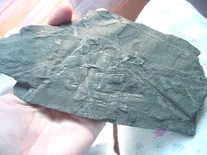 F-356e fossil Fern in slate matrix specimen St Clair Pennsylvania plant botanty - Picture 1 of 1