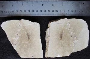 Squid 83 - Juvenile Both Sides Available - Cretaceous Fossils Lebanon - Picture 1 of 5