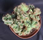 Cereus Jamacaru Crest Variegate * Brazil Native * Large Collectible Cactus