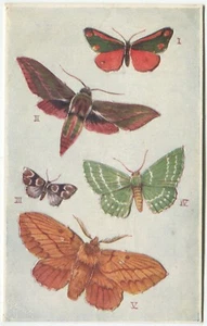 BUTTERYFLIES ON THE WING, PUSH OUT - Postcard, Tuck, Series 1, No 3390 - Picture 1 of 2