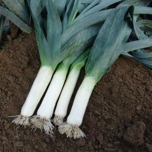 Paquete ""Winner"" de puerro semillas vegetales semillas de Kings - Imagen 1 de 1