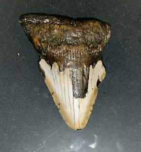MEGALODON Fósil Dientes de Tiburón Gigante Todo Natural Grande 3.4 Diente de Dinosaurio OBO - Imagen 1 de 3