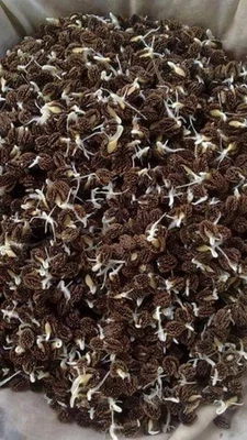 Dama Roja Papaya Fruta Semilla Tropical Enana Dulce Árbol Planta Orgánica Cultivo Tailandés Foto 1 de 4