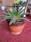 Aloe Aristata Succulent House Plant   Homegrown In An 8cm Pottery Pot