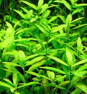 Hygrophila Polysperma Live Aquarium Plants Tropical Aquascaping Tank - Picture 1 of 1