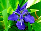 20 JAPANESE ROOF IRIS SEEDS - Iris tectorum 