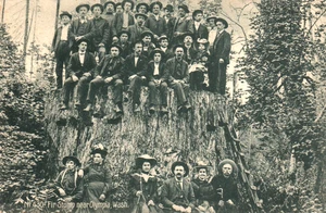 WA OLYMPIA WASH ABETE STUMP disboscamento Germania 1908 Cartolina RPO annullamento - Foto 1 di 2