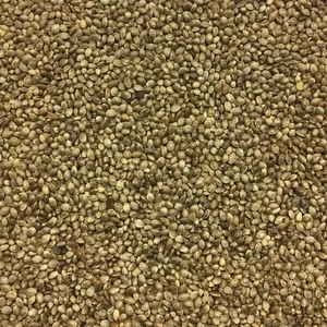 50gm Hanfsamen, Bio Hanfvogelsamen, versandkostenfrei - Bild 1 von 3