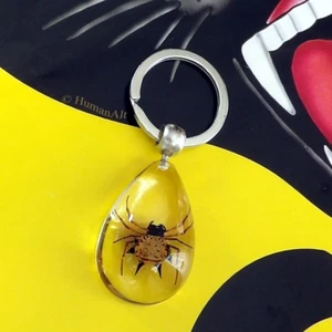 Schlüsselanhänger echtes Insekt - Stachelspinne - Bild 1 von 2