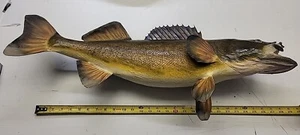 Beautiful Real Skin 29” Large Walleye Taxidermy Wall Mount Art Wildlife - Picture 1 of 8