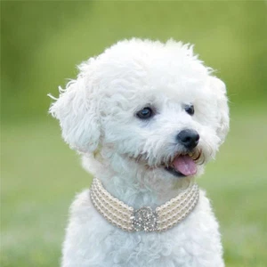 Dog Pearl Diamond Collar Pet Puppy Cat Bling Rhinestone Crystal Necklace Jewelry - Picture 1 of 14