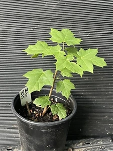 Norway Maple Tree - Picture 1 of 3