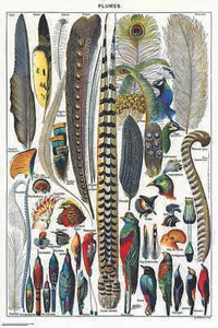 PLUMES - FEATHER CHART POSTER 24x36 - 11940 - Picture 1 of 1