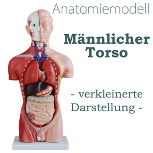 Anatomie Anatomisches Körper Modell Torso Puppe mit Organe 45 cm medmod - Bild 1 von 5