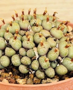 Conophytum hybrid , pot 10.5 cm (Cod.C24 ) - Imagen 1 de 3