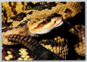 AK Schwarzschwanz Klapperschlange Crotalus molossus AMNH Naturkunde Schlange - Bild 1 von 2