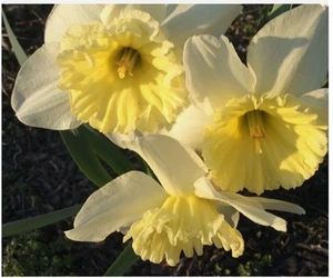 10 Wild Daffodil Bulbs Lent Lilly Narciss pseudonarcissus White w/Yellow Trumpet - Picture 1 of 24