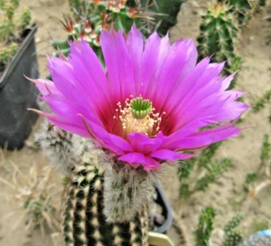 Echinocereus reichenbachii subsp. perbellus JRT301 - 20x S - Bild 1 von 2