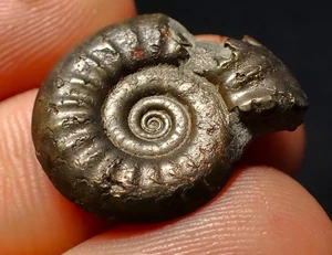 Tropidoceras pyrite ammonite fossil (22 mm) Jurassic Coast Fossils UK minerals - Picture 1 of 6