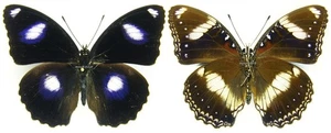 MOUNTED SPREAD BUTTERFLY - Hypolimnas bolina nerina, M5 - Imagen 1 de 1