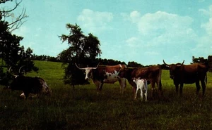 Cartolina diversi Texas Longhorns in un campo - Foto 1 di 2