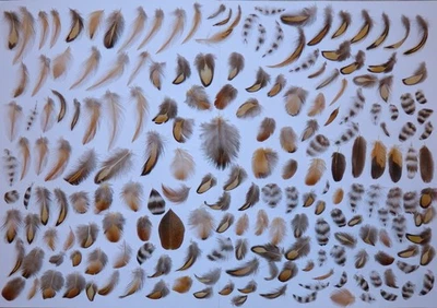 197 winzig kleine Federn Basteln Traumfänger Karten Deko - Bild 1 von 4