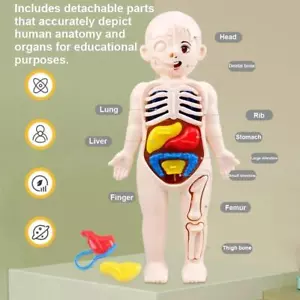 Montessori Toys Children Science Education Human Body Organ Anatomy Model Diy - Picture 1 of 24