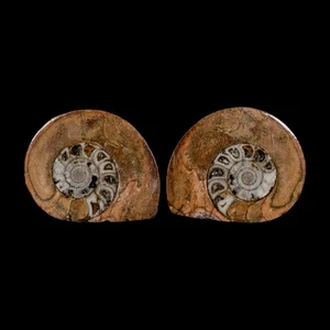 2.9" Goniatite Ammonite Fossil Polished, Cut Half's Erfoud Morocco Devonian Age - Picture 1 of 6