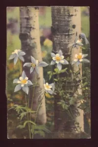 COLORADO Columbines Growing Along the Aspens Postcard - Picture 1 of 1
