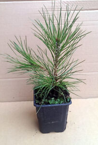 1 x aufrechte Bergkiefer - Pinus mugo uncinata im Topf 5-10 cm
