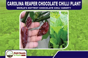 Carolina Reaper Chocolate Chilli Plant - World's Hottest Chocolate Chili Variety - Picture 1 of 6