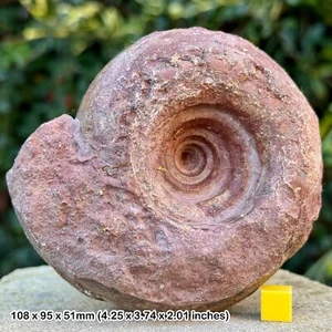 Rare permian ammonite fossil metalegoceras sundaicum - lower permian, east - Picture 1 of 2