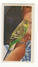 National Pets 1961. #01 Budgerigar