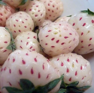 White Carolina Pineberry Plants - 50 Roots -Bareroot-Pineapple/Strawberry Flavor - Picture 1 of 1
