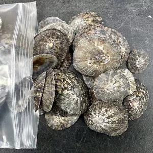 250g Limpet Shell for Nautical Decor and Crafts - Picture 1 of 2