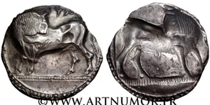 LUCANIE - SYBARIS, STATÈRE - Picture 1 of 1