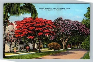 FL-Florida, Royal Poinciana And Jacaranda Tree, Vintage Postcard - Picture 1 of 2