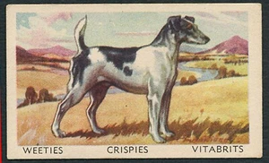 SMOOTH FOX TERRIER 1950'S WEETIES VITABRITS FAVOURITE DOGS DOG TRADE CARD #28 - Picture 1 of 2