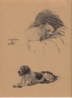 c. aldin original 1935 illustration  of a sealyham & setter