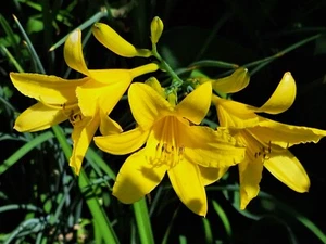 2Yellow Day-Lily Hemerocallis Lilioasphodelus + Free Pink Day-Lily Mature Plants - Picture 1 of 9